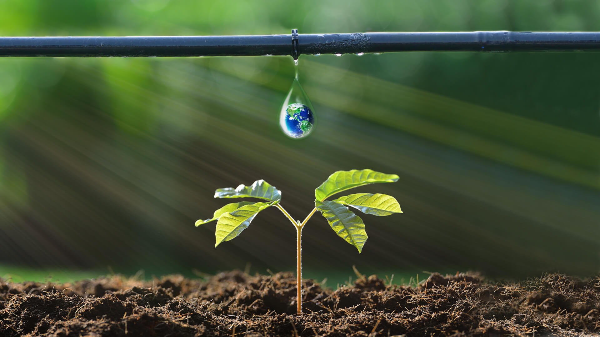 Importance of Water Management in Sustainable Agriculture