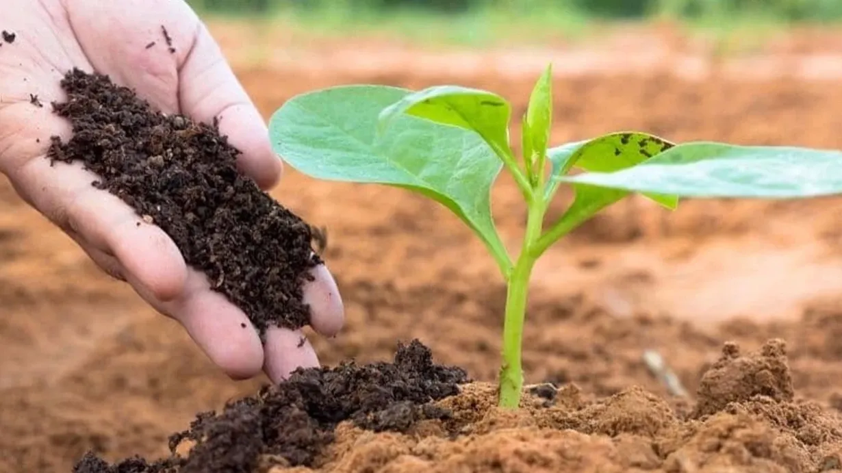 The Use of Natural Fertilizers in Agriculture and Their Effects on Soil Quality